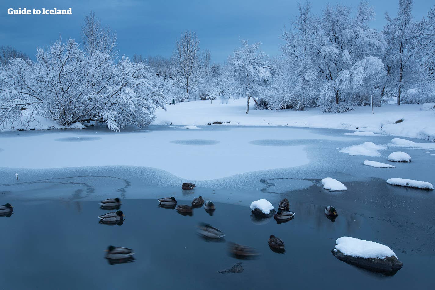Ducks find shelter where the warm water gently seeps into Laugardalur's pond in Reykjavík. 