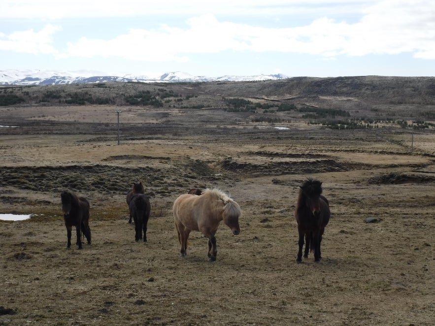 ATV Tour en Reykjavik