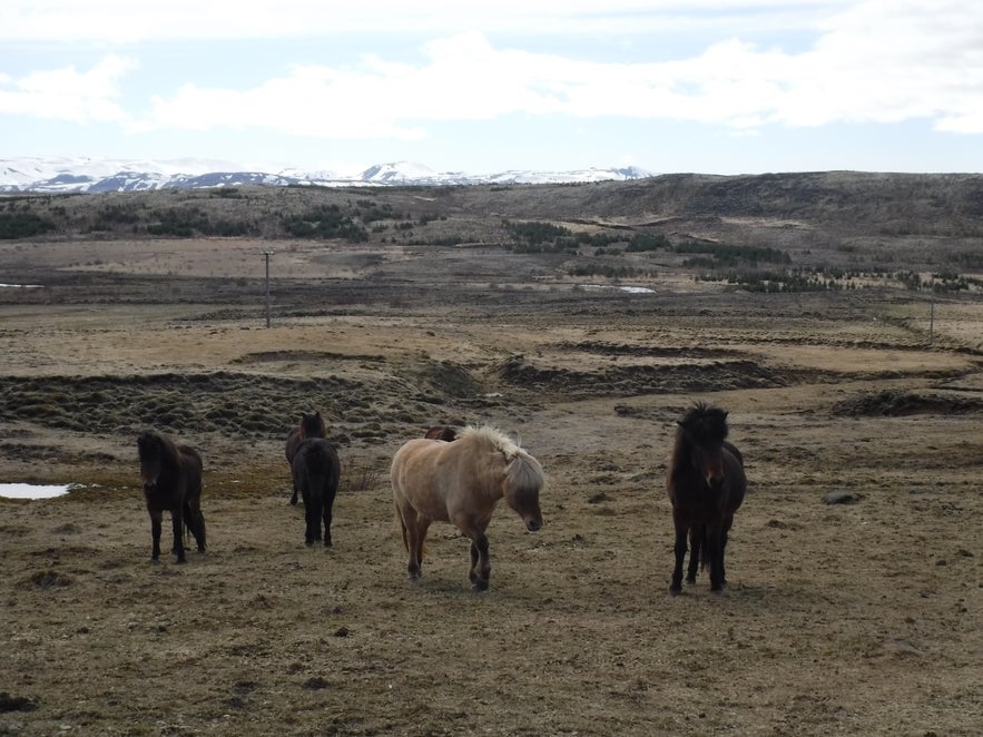ATV Tour en Reykjavik