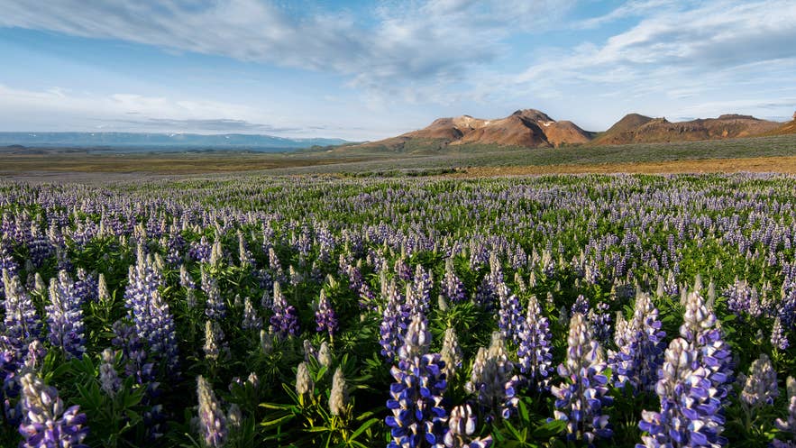 Lupine fields blooming in summer beneath the mountains of the Snaefellsnes Peninsula.