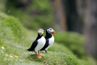 Les macareux se marient pour la vie, ils sont donc généralement considérés comme un couple adorable lorsqu'ils sont en dehors de l'eau.