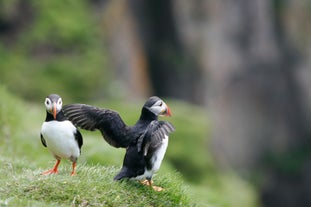 60% of the world's Atlantic Puffins nest in Iceland.