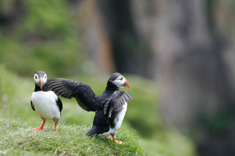 60% of the world's Atlantic Puffins nest in Iceland.
