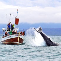 Ein abenteuerlustiger Buckelwal bei einer Walbeobachtung in Husavik.