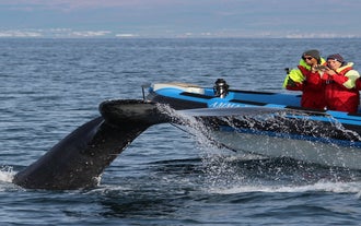 This small boat tour from Húsavík will show you why the town is regarded as the best for whale watching in Europe.