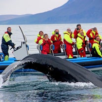 Una ballena jorobada muestra a los observadores de ballenas sus enormes aletas.