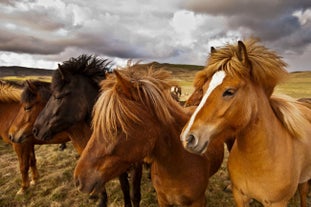 Tolle 12-stündige Bus-Tour zum Snaefellsnes-Nationalpark mit Transfer ab Reykjavik