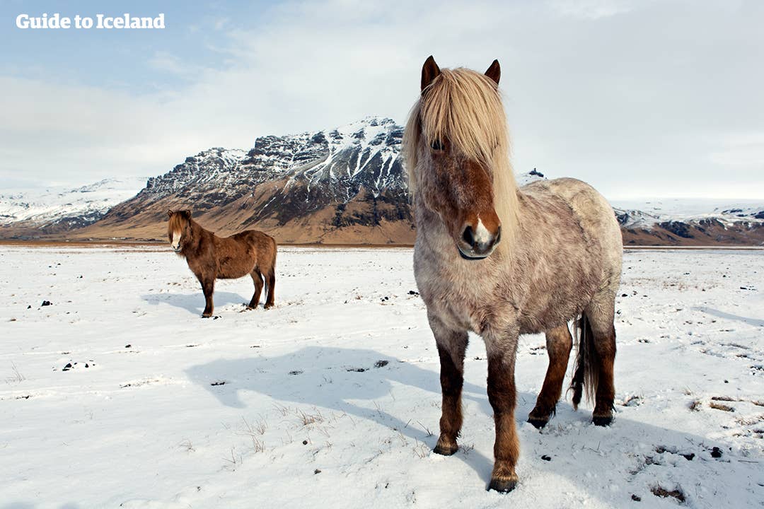 De paarden op IJsland krijgen een winterjas tijdens de koudste en donkerste maanden.