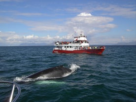 There are over 20 different species of whale living in the waters around Iceland.