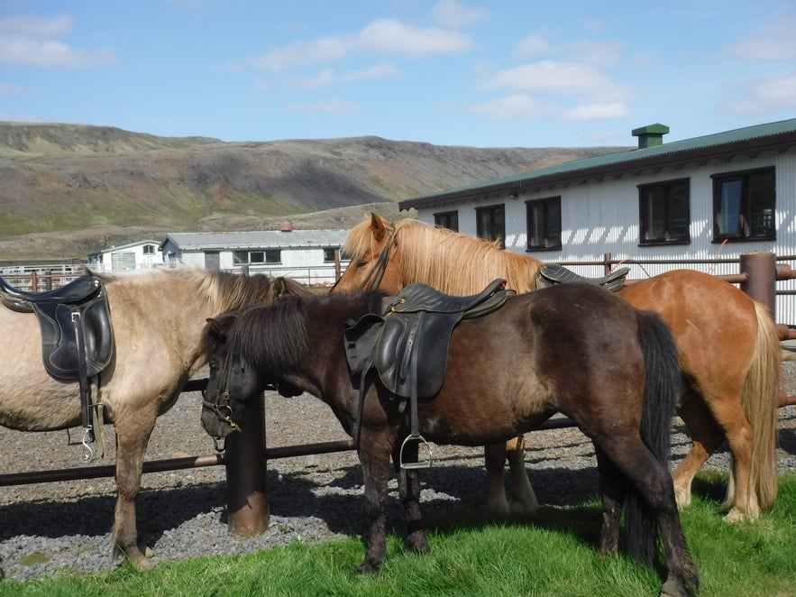 3 Horas montando a caballo