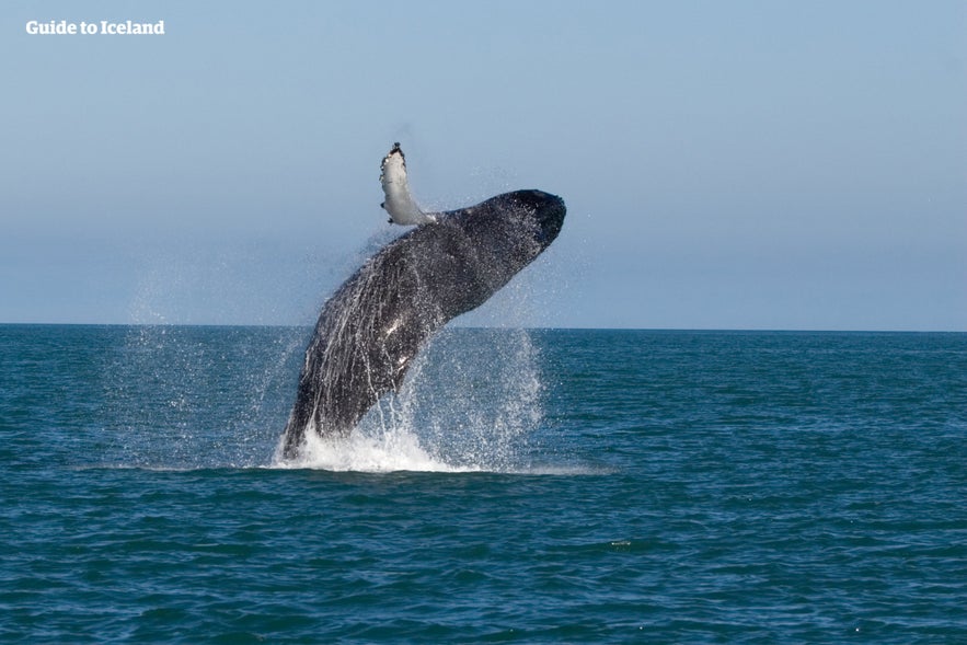 A humpback whale surfacing on a fertile bay in Iceland.