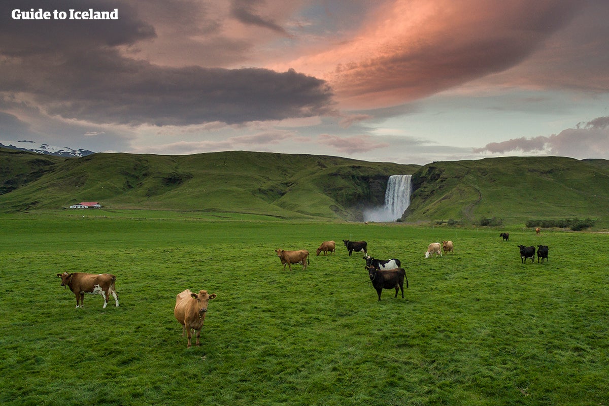 Icelandic cows hanging out with Skógafoss waterfall in the distance.