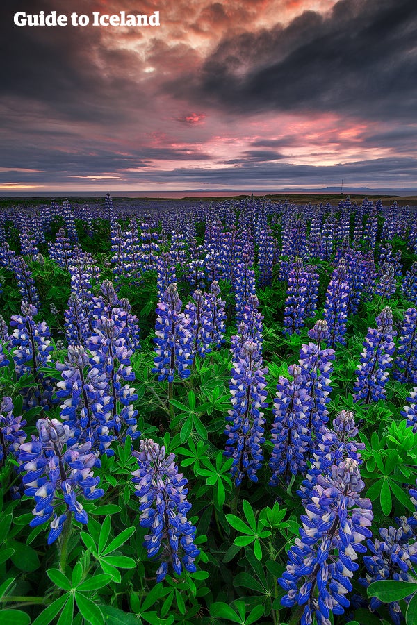 Endless fields of purple Lupin are one of Iceland's distinguishing landscape features.