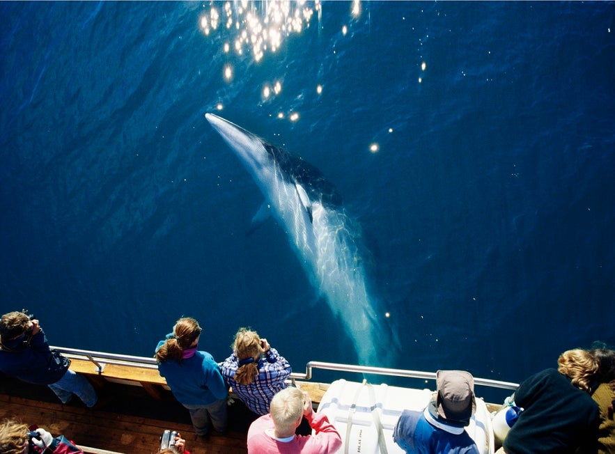 L'observation de baleines est possible au large de Reykjavik