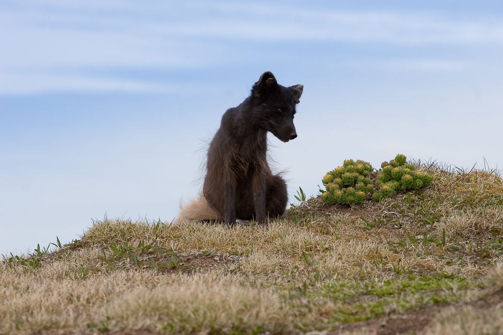 An Arctic fox sits on the ground in the Westfjords.