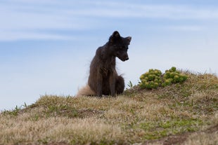 An Arctic fox sits on the ground in the Westfjords.