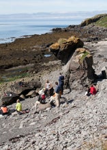 The beaches of Vigur Island in the Westfjords, you have a great chance of seeing seals.