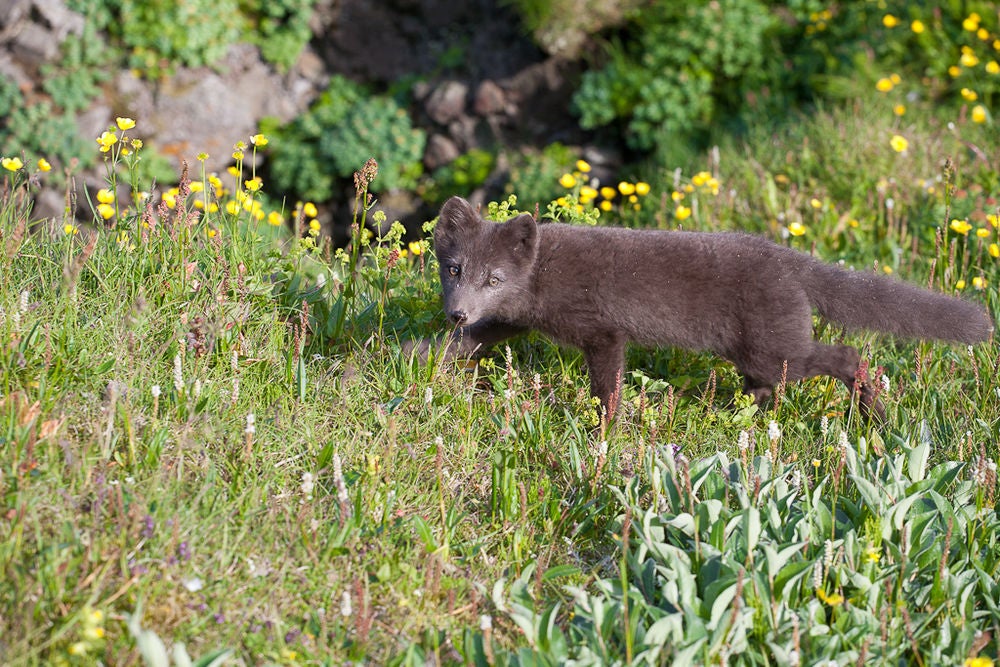 Der Polarfuchs ist in den Westfjorden sehr verbreitet, weil er im Sommer in den Klippen viele Eier findet.
