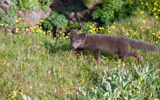Les renards arctiques sont communs dans les fjords de l'ouest en raison de la richesse des œufs sur les falaises de la mer en été.