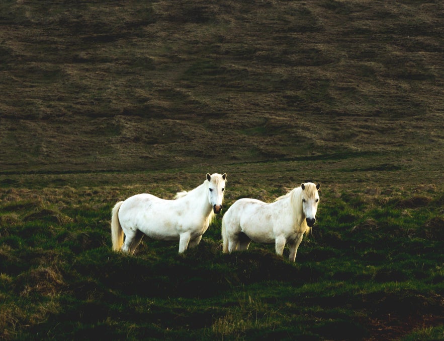 Three Day Getaway to Siglufjörður and the Troll Peninsula