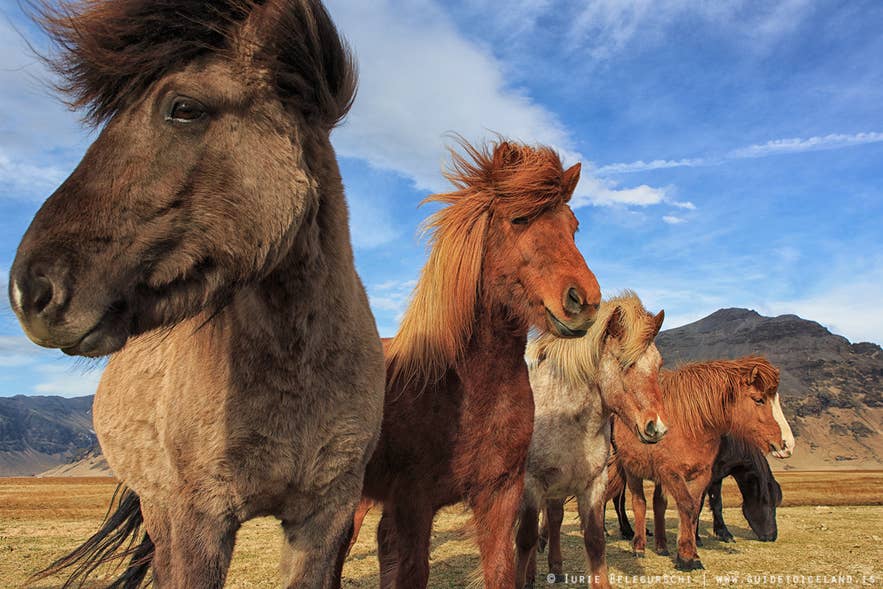 A group of Icelandic horses relax in the sun.