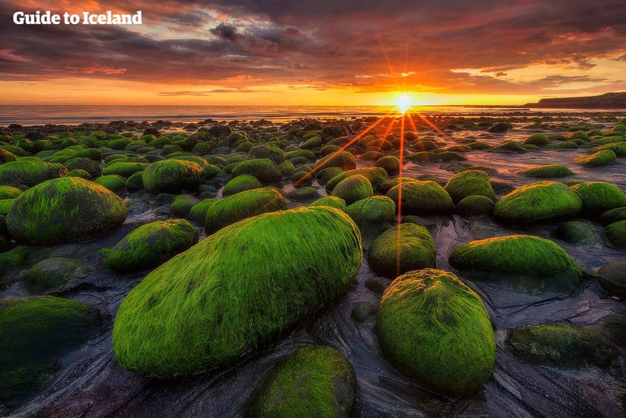 Moss covered rocks sit in the light of the midnight sun in Iceland.