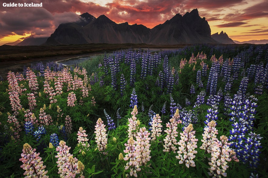 Islande en été