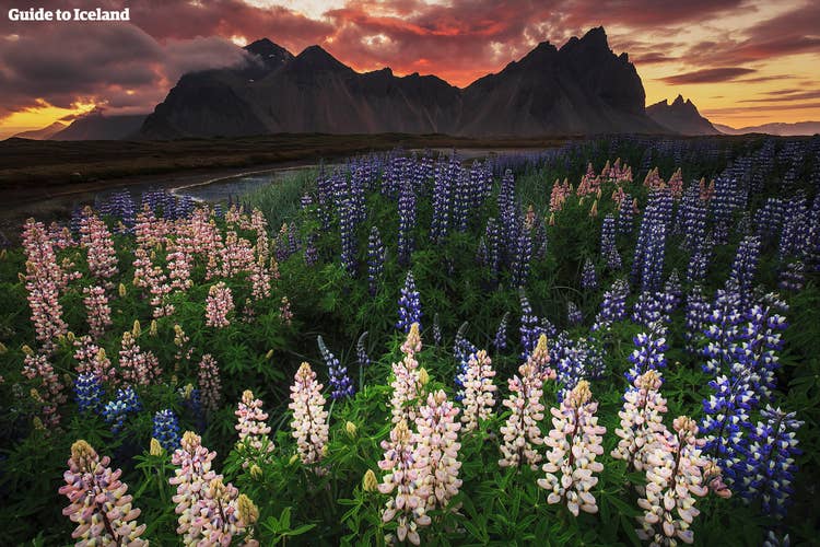 Guide to Iceland career opportunities