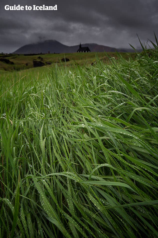 Wet grass from the morning dew at Snæfellsnes peninsula.