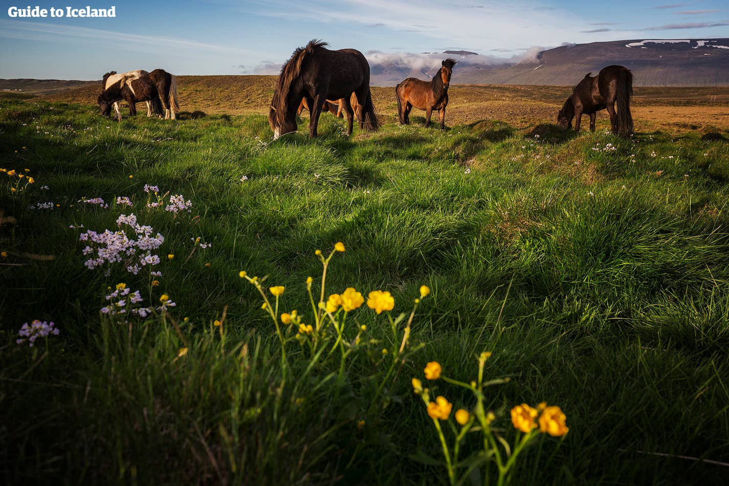 The tender Icelandic horse is capable of five gaits and is renowned for sure-footedness in rough terrain.