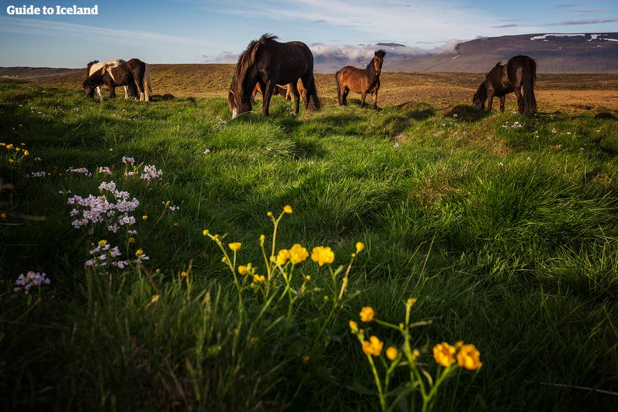 Pasea a caballo en Islandia durante el sol de medianoche