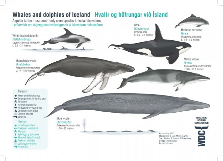 The species of whale found in Icelandic waters.