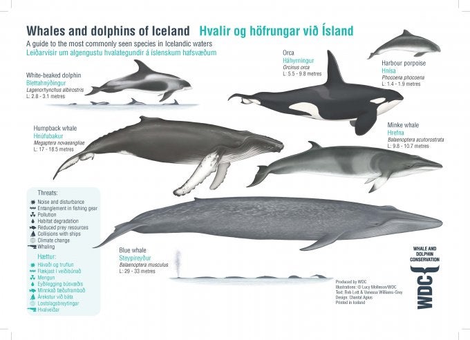 Type of whales around Iceland