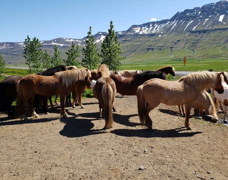 斯科拉赫斯塔 | Skorrahestar