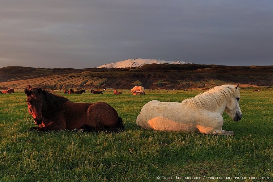 The snow-capped peak of Mt. Hekla towers over the southern lowlands.