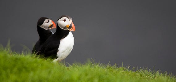 Die wohl bekanntesten Bewohner Islands sind die bezaubernden Papageientaucher!