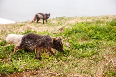 A pair of Arctic foxes, sniffing around in the Westfjords.