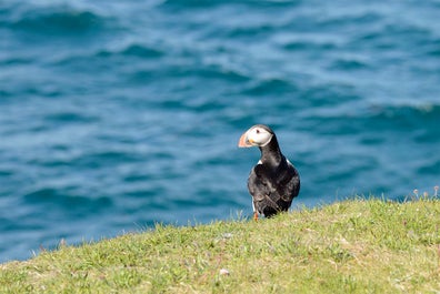 Puffins nest in Hornstrandir and other parts of the Westfjords from May to September.