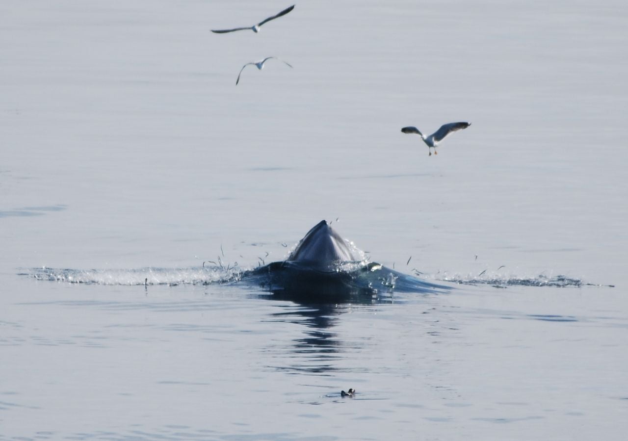 On a whale-watching tour from Reykjavík's harbour, you can see the wealth of marine life that lives in Faxaflói Bay