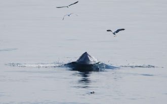 On a whale-watching tour from Reykjavík's harbour, you can see the wealth of marine life that lives in Faxaflói Bay