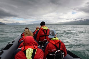 RIB-fartøjer giver dig meget mere intime oplevelser med hvalerne og fuglene i Eyjafjörður.