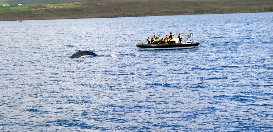 Whale Watching Tour from Akureyri in North-Iceland