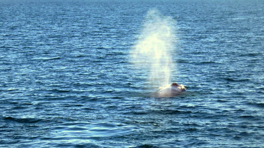 Visiting Grímsey Island - the Gem of the Arctic Circle in North-Iceland