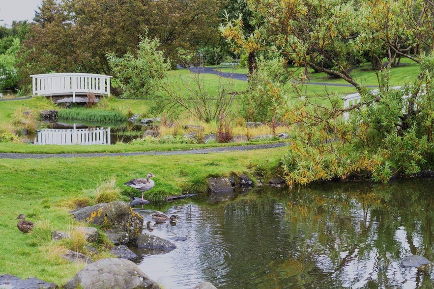 The Reykjavik Botanical Garden is lovely in the summertime