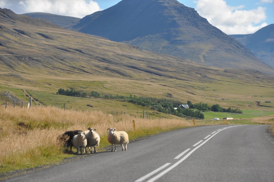 Icelandic north coast road