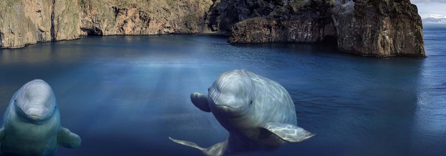 Photo by SEA LIFE Trust Beluga Whale Sanctuary The Beluga Whale Sanctuary in the Westman Islands is a project run by the Sea Life Trust that provides homes to two beluga whales.