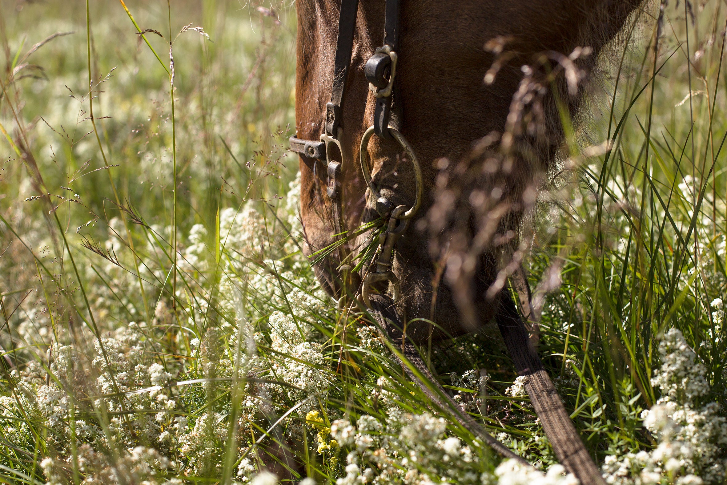 A close up of an Icelandic horse grazing.