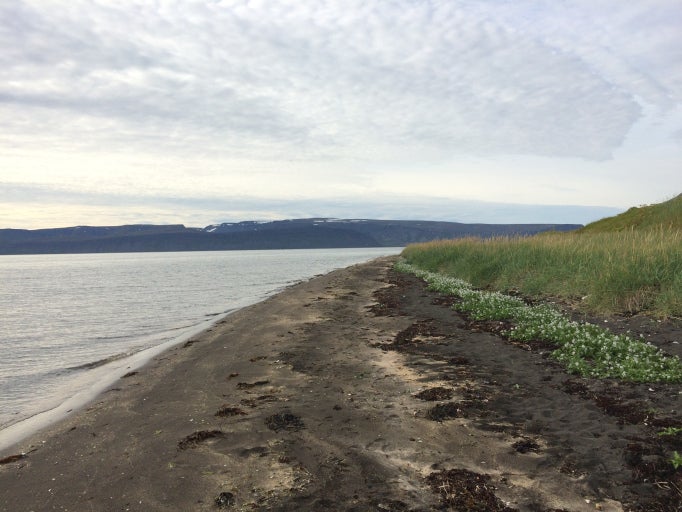 black beaches are common in Hornstrandir
