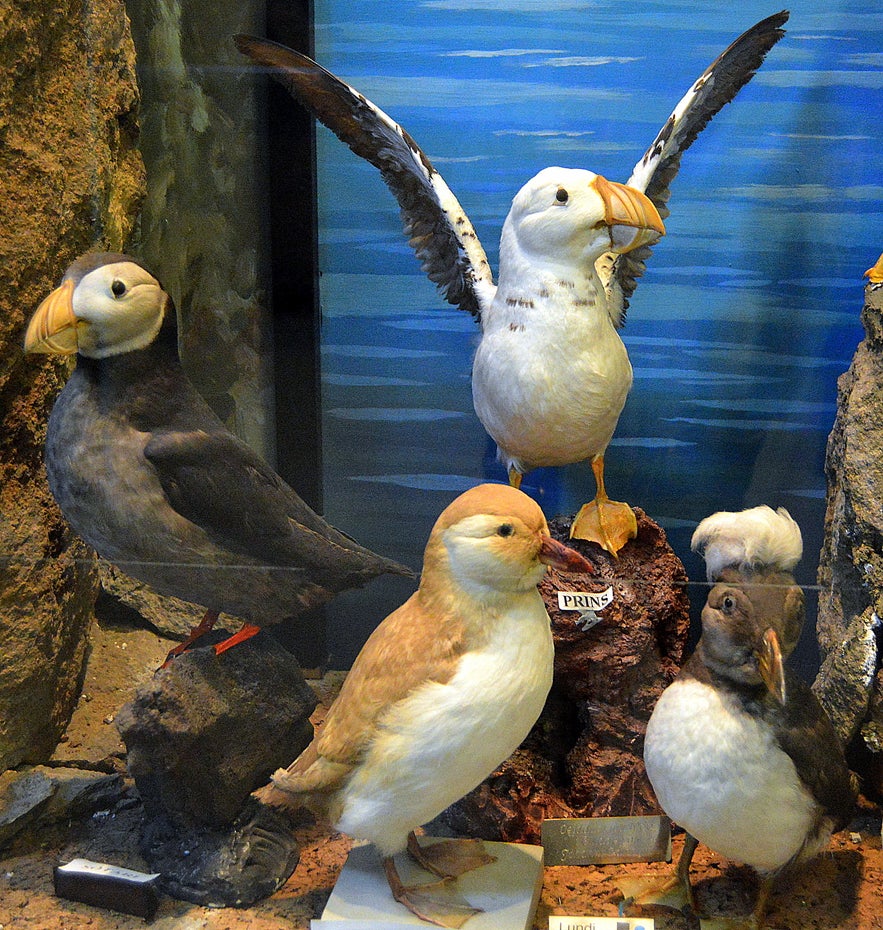 Different types of puffins at Sæheimar museum