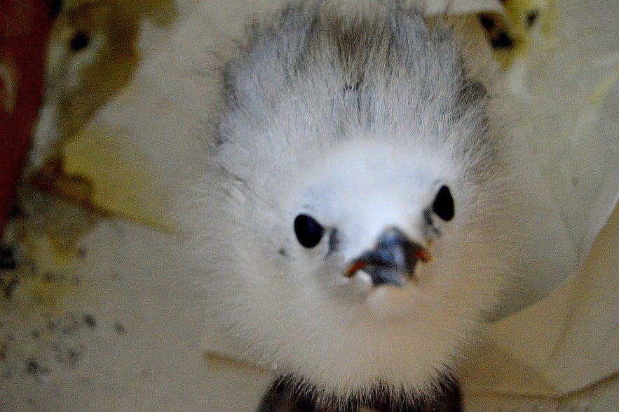 Kittiwake chicks at the Sæheimar museum